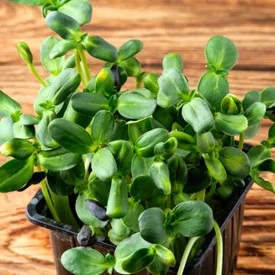 Микрозелень подсолнечника